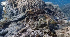 под воду с Google