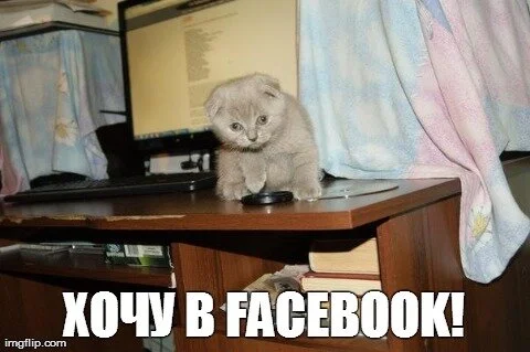 фотографии котов