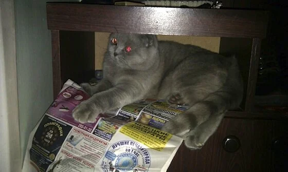 Как перевозить животных в самолете, часть 2